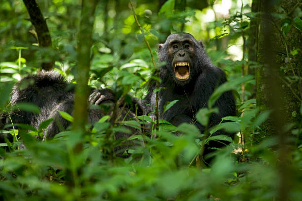 Chimpanzee at Kibale National Park