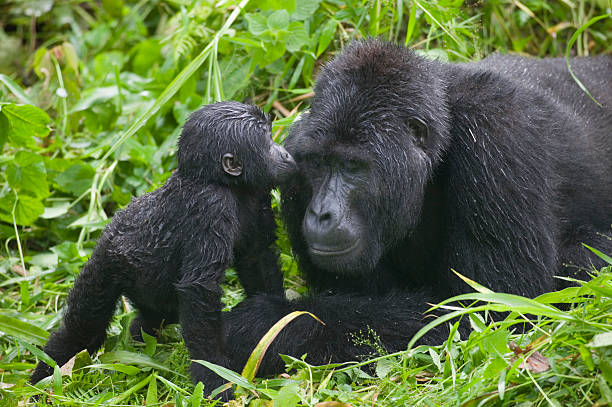 A Mountain Gorilla and her baby at Bwindi Impenetrable National Park