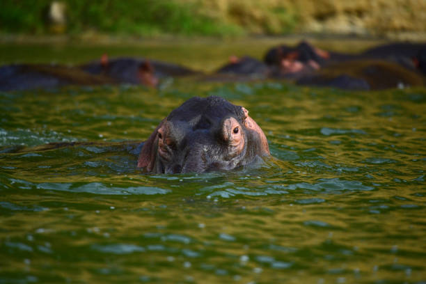 A School of Hippos at Murchison Falls National Park