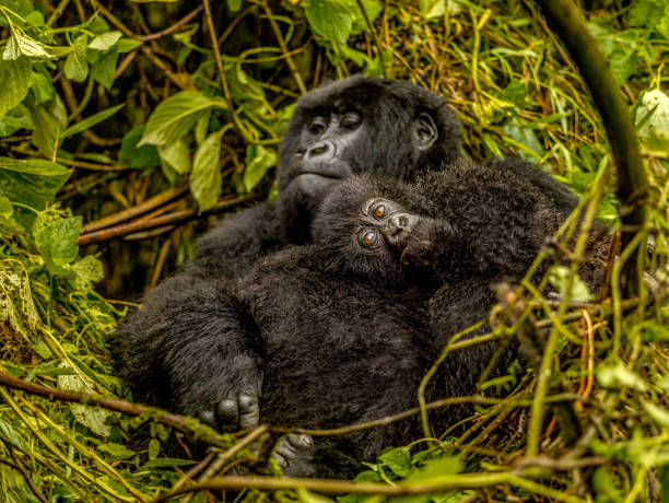 A  Mountain Gorilla with a its baby spotted at Bwindi Bwindi Impenetrable National Parkk